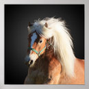 Sök efter haflinger konst Häst