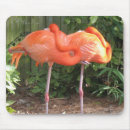 Sök efter flamingo musmattor Fotografi