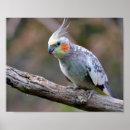 Sök efter cockatiel posters Fågel