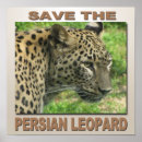 Sök efter leopard posters Kattdjur