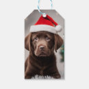 Sök efter jul för chokladlabrador Sällskapsdjur