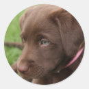 Sök efter chokladlabbvalp Hund