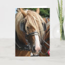 Sök efter belgare kort Häst