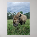 Sök efter rhinos posters Djur