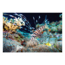 Sök efter lejon fisk posters Lionfish