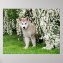 Sök efter mal posters Blommor