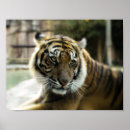 Sök efter bengal katt posters Kattdjur