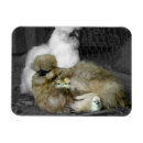 Sök efter höns magneter För henne