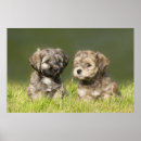 Sök efter hundvalp posters Havtan