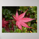 Sök efter leaf posters Autumn