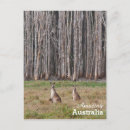 Sök efter träd australien vykort Foto
