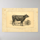 Sök efter jersey ko konst Nötkreatur