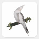 Sök efter perch klistermärken Fågel