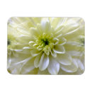 Sök efter chrysanthemum magneter Krysantemum