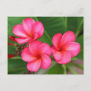 Sök efter rosa plumeria vykort Frangipani