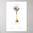 Sök efter krokus posters Botaniskt