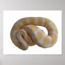 Sök efter albino posters Reptil