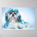 Sök efter min shih tzu posters Roligt