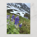 Sök efter glaciär fotografi Snö