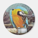 Sök efter macaws magneter Fåglar