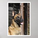 Sök efter vakt fotografi Hund