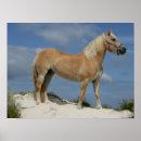 Sök efter haflinger konst Bob langrish