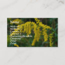 Sök efter goldenrod Vildblomma