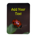 Sök efter ladybug magneter Stegfågel