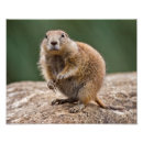 Sök efter marmota posters Söt