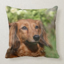 Sök efter zwergteckel heminredning Rött