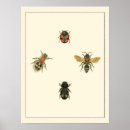 Sök efter fluga posters Insektra
