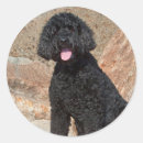 Sök efter varning hund klistermärken Svart