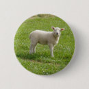 Sök efter lamb knappar Får