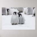 Sök efter chick posters Kejsare penguin