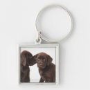 Sök efter chokladlabrador retriever Tillsammans