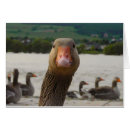 Sök efter rolig gås För alla