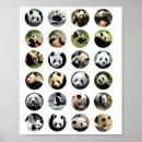 Sök efter panda fotografi Zoo