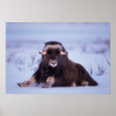 Sök efter steve posters Alaska