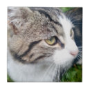 Sök efter katten avbildar För alla