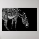 Sök efter svart zebra posters Fotografi