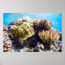 Sök efter korallrev konst Snäcka
