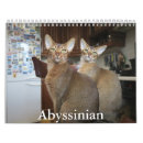 Sök efter abyssinian katt Kittens