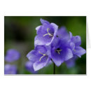 Sök efter campanula Klockblomma