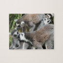 Sök efter ring tailed lemur Primat