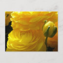 Sök efter ljust ljus vykort Blommor