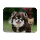 Sök efter långhårig magneter Tittar upp