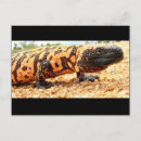 Sök efter reptilar vykort Arizona