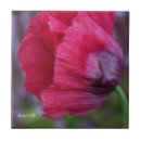 Sök efter rosa vallmo kakelplattor Röd