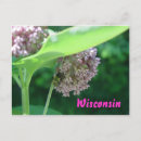 Sök efter milkweed vykort Blomma