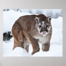 Sök efter panda konst Däggdjur